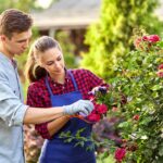 Guy and girl gardeners cut the rose bush in the wonderful garden on a sunny day. .